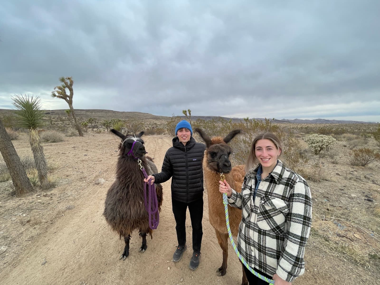 Jen and Luke walking two alpacas through the desert